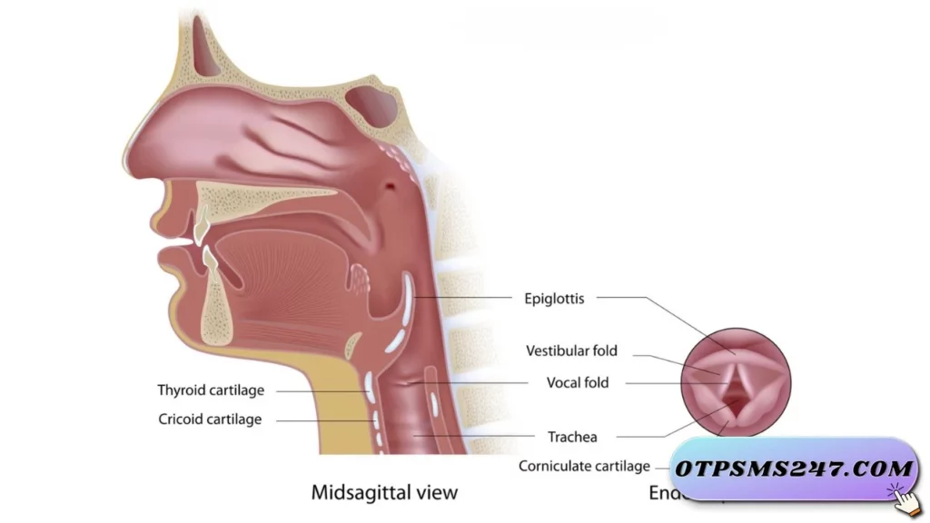 otpsms247 review voice la gi 11